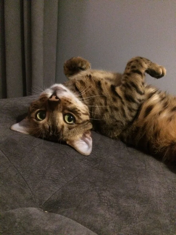 мой котик:) мой котик:)