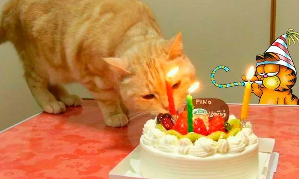 Подборка котиков у которых День Рождения! Праздник, веселье (нет) и много вкусняшек! (˵Φ ω Φ˵)