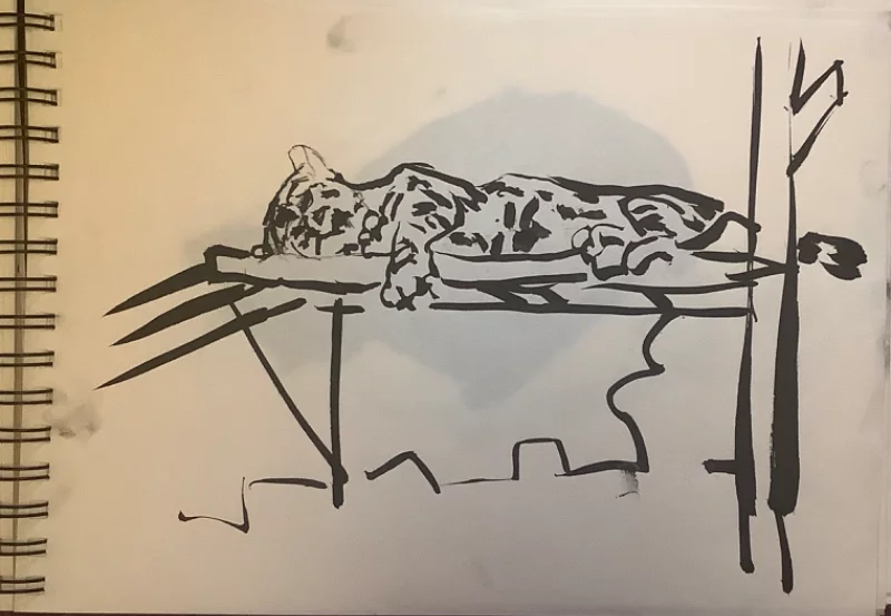 Котя Котя
