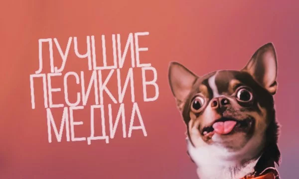 Собаки-одни из самых преданных питомцев в мире, поэтому логично, что они появлялись в различных произведениях. Здесь вы можете выбрать самого крутого для вас пёсика.