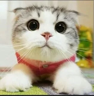На сколько ты котек