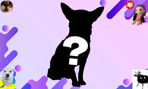 Chihuahua, собака-компаньон. Считается самой маленькой собакой в мире и носит имя мексиканского штата Чиуауа. Есть предположение, что предки этой собаки жили в дикой природе.