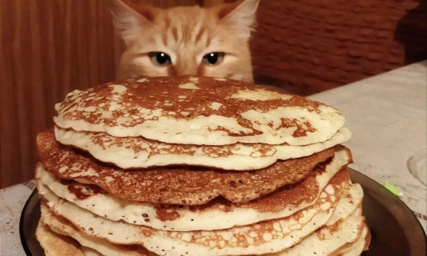 котяры