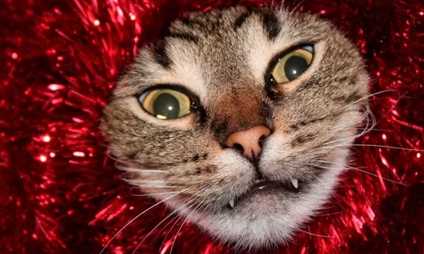 Ламповые Новогодние Коты 