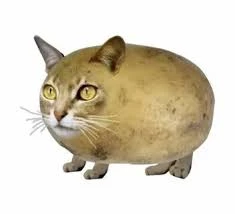 Самые крутые мемные коты. сори за плохое качество или белые линии.