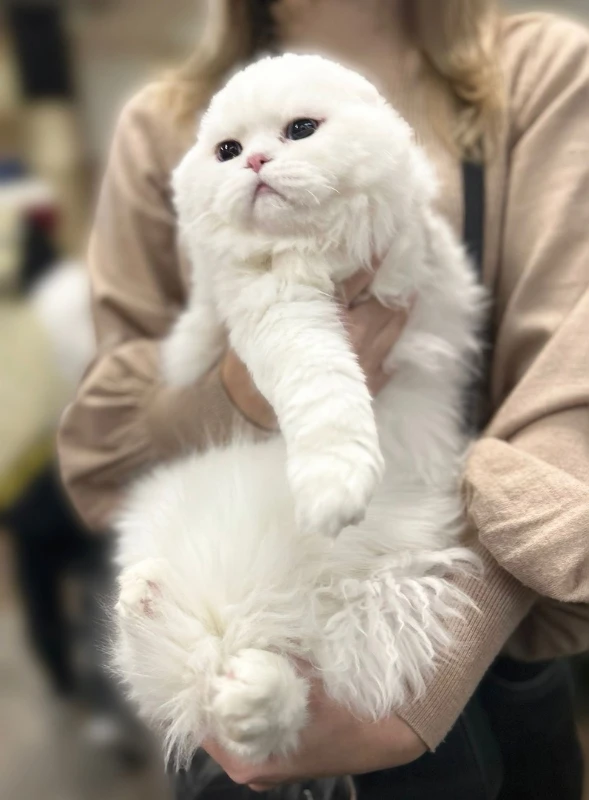Вайтик -два бездонных океана глаз🥰 Вайтик -два бездонных океана глаз🥰