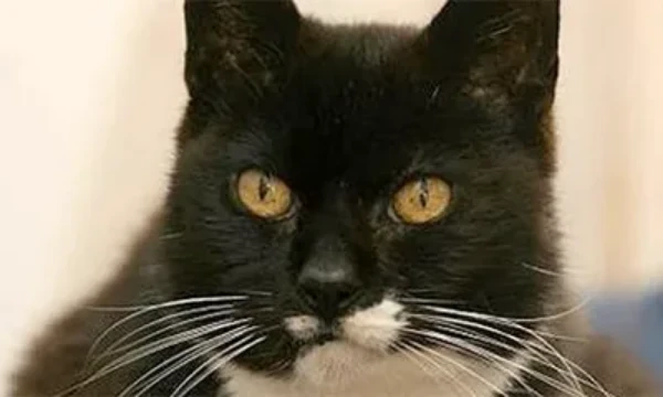Выбери кота который тебе больше понравился из картинок которых я подготовил (Это мой первый тест) поехали!