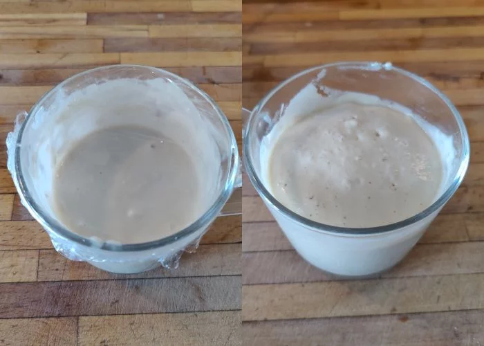 Хлебная жаба Хлебная жаба