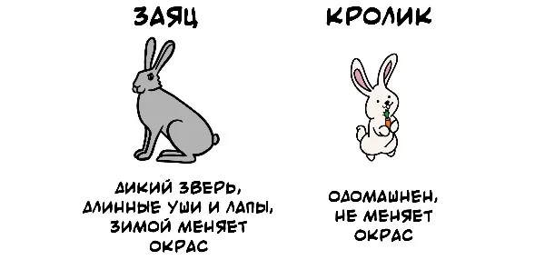 Вторая часть турнира про то, что мы часто путаем. Выбирай тот вариант, который удивил тебя больше всего.