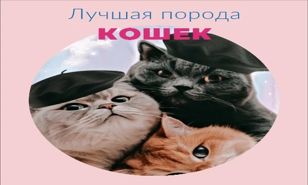 Брала 32 самые популярные породы кошек и предлагаю выбрать лучшую, по вашему мнению. Приятного прохождения теста!