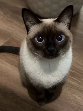 Пород кошек на свете много, но какая для вас покажется самой милой 😻?