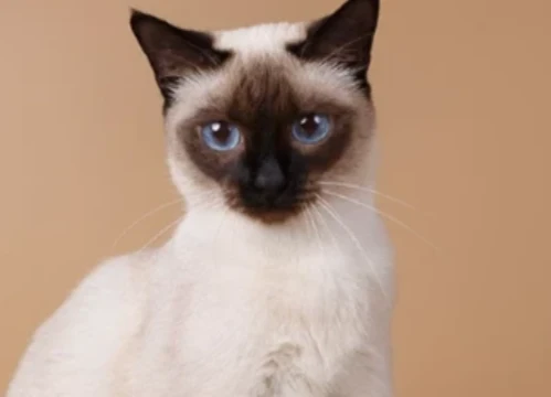 Какая кошка нравится вам?