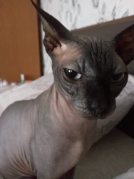 Марсик лучший кот, как его можно не выбрать? 
