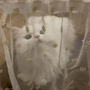 Тест сделал: untovvn