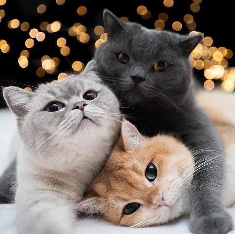 Фотографии из моей галереи 