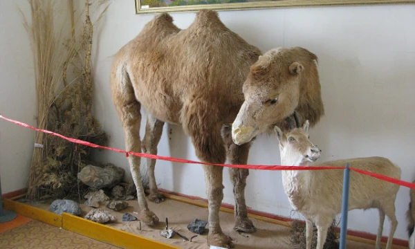 Верблюды (Camelus) — род парнокопытных млекопитающих с горбами, длинными двупалыми конечностями, приспособлены к жизни в пустынях. В мире существует 3 вида верблюдов, но хорошо ли ты их знаешь?