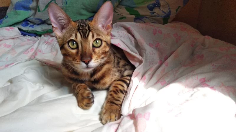 Под одеялком :3 Под одеялком :3