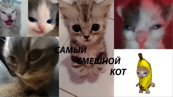 Коту понятно