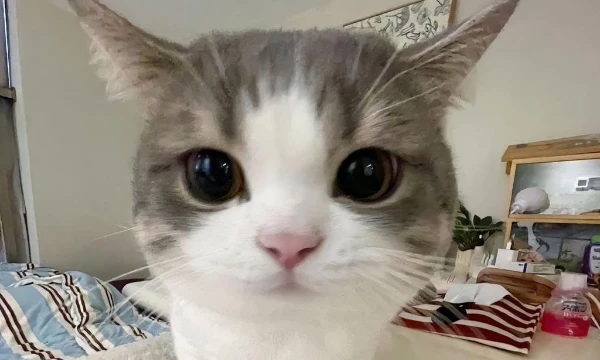 Просто прикольный тест, чтобы поднять тебе настроение🥺