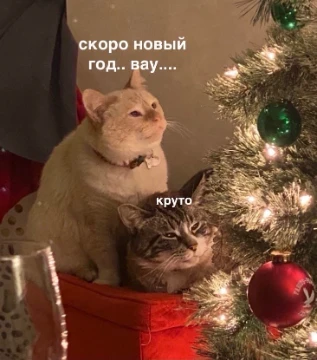 Ни одно застолье не обходится без пары хороших песен, и Новый Год не стал исключением. Выберете самый лучший саундтрек для нарезки оливье и поедания мандаринов! 