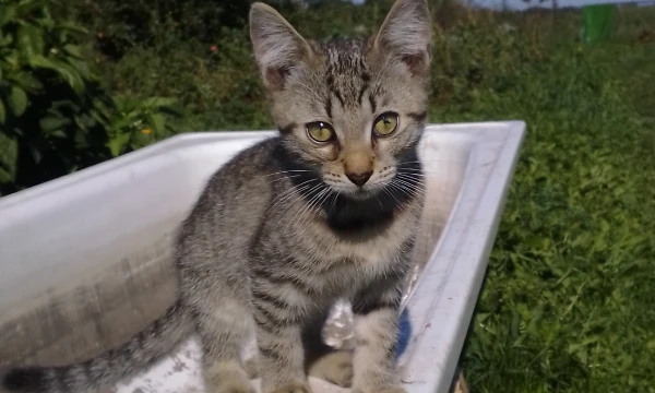 Интересно узнать какой ты котик 