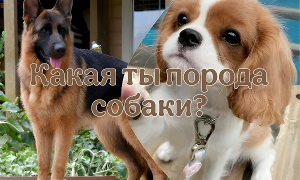 пройди этот тест и узнай какая порода собаки описывает лучше всего. внимание: тест шуточный и составлен не профессионалом. создан только для развлечения. удачного прохождения!
