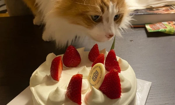 котяры