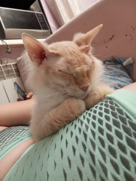 Какой какой ты котик котик?
Выясни прямо сейчас!
Любишь ты меня котик обормотик?
Покажу всё тот час!