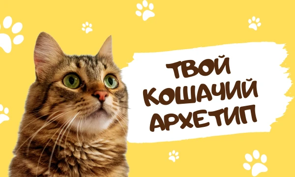 В этом тесте вам предстоит примерить роль кота. Отключите человеческий мозг и отвечайте так, как это сделал бы ваш пушистый друг. В результате вы узнаете, каким котом вы были бы по моей типологии.