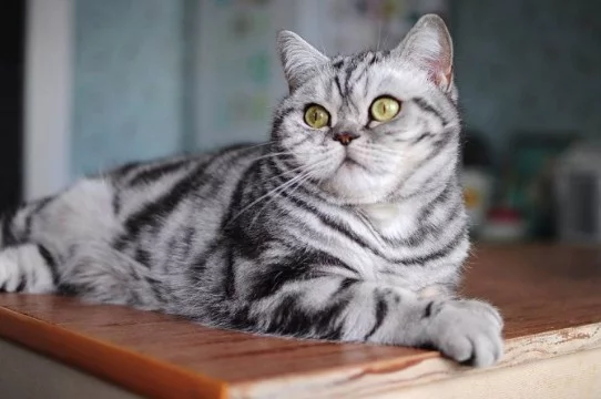 Выбираем самого красивого котика из предложенных