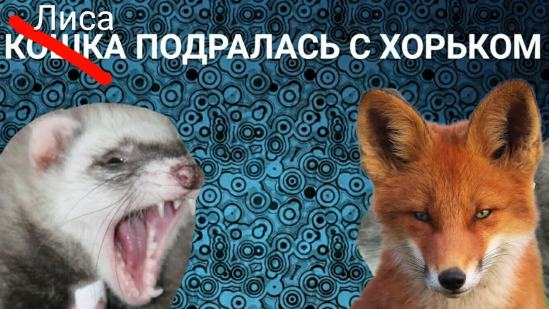 Хай вам Хай вам