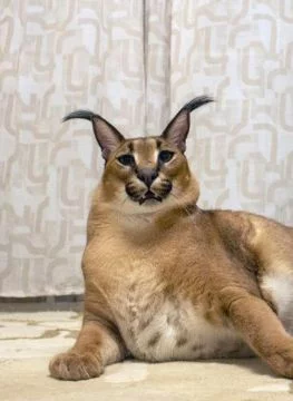 Тест на самого лучшего шлепу