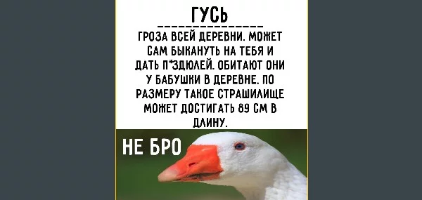 Вместо сложных терминов из учебника биологии, в этом турнире ты найдёшь правильное описание животных, насекомых и т.д.
