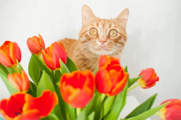 Плохие отношения с бабушкиным Мурзиком? А может дело не в нём, а в тебе? Пройди тест и узнай на сколько ты нравишься большинству котов
