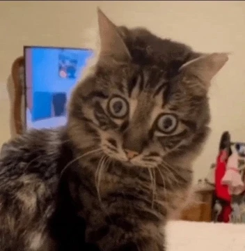 чТО?