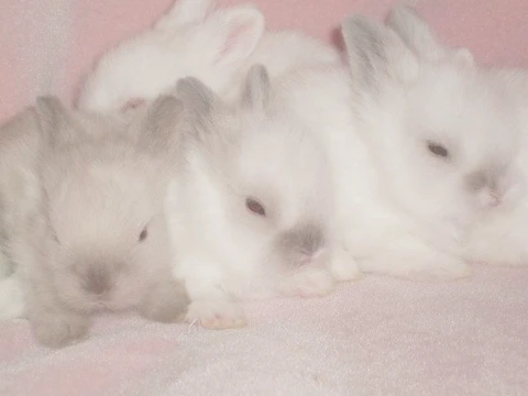 Выберите самую красивую картинку с кроликами🐰