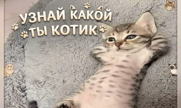 Настало время решить раз и навсегда какой твой архетип котика, ведь внутри каждого из нас живет кот.