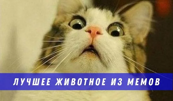 Выбираем лучшее животное из мемов :) Постарался собрать почти всё популярное, еще и с разнообразием фауны. Название некоторых мемов не знаю, подписал как вижу :)