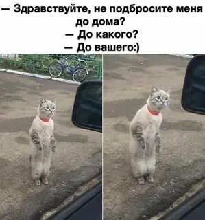 Смешно!? Смешно!?