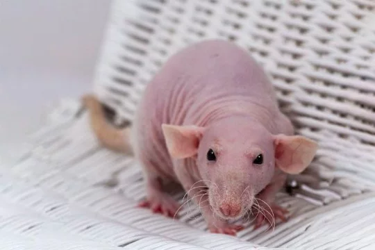 ВСЕ МЫ ЗНАЕМ ГАЧИ РЕМИКСЫ, А В ОСОБЕННОСТИ С КАНАЛА Rat TV! И ВОТ ПРИШЛО ВРЕМЯ ОПРЕДЕЛИТЬ ЛУЧШИЙ ИЗ РЕМИКСОМ НА КАНАЛЕ Rat TV