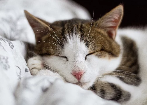 Выбери своего друга кота🐱