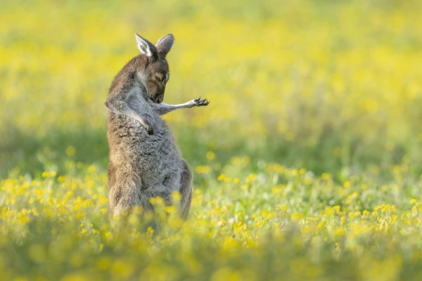 Comedy Wildlife Photography Awards - ежегодная премия, вручаемая за самый смешной снимок животных в дикой природе. В этот тест включены все победители и почти все номинанты (кроме видео и портфолио)