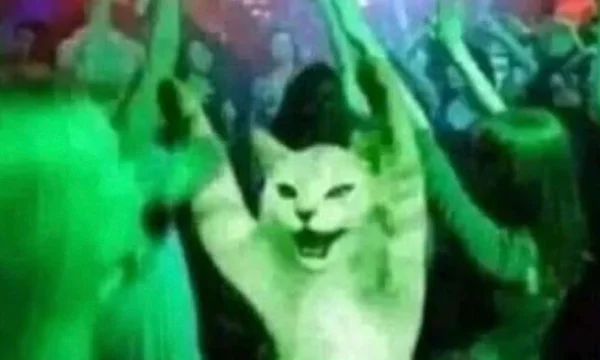 Мяу мяу мяу мяяяяяу
Мяу мяу мяу мяяяяяу мяяяяяяуууу
Мяяяу мяу мяу мяууууу 
Мяу мяу мяу мяу мяу мяу мяу?
