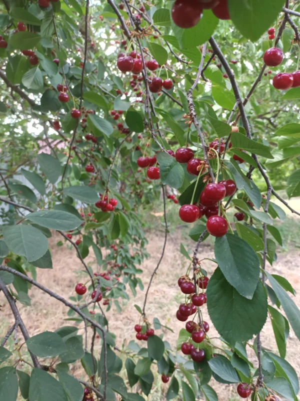 !🍒! !🍒!