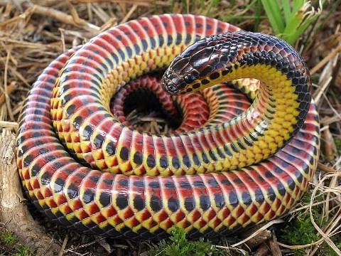 10 самых красивых змей в мире (фото)