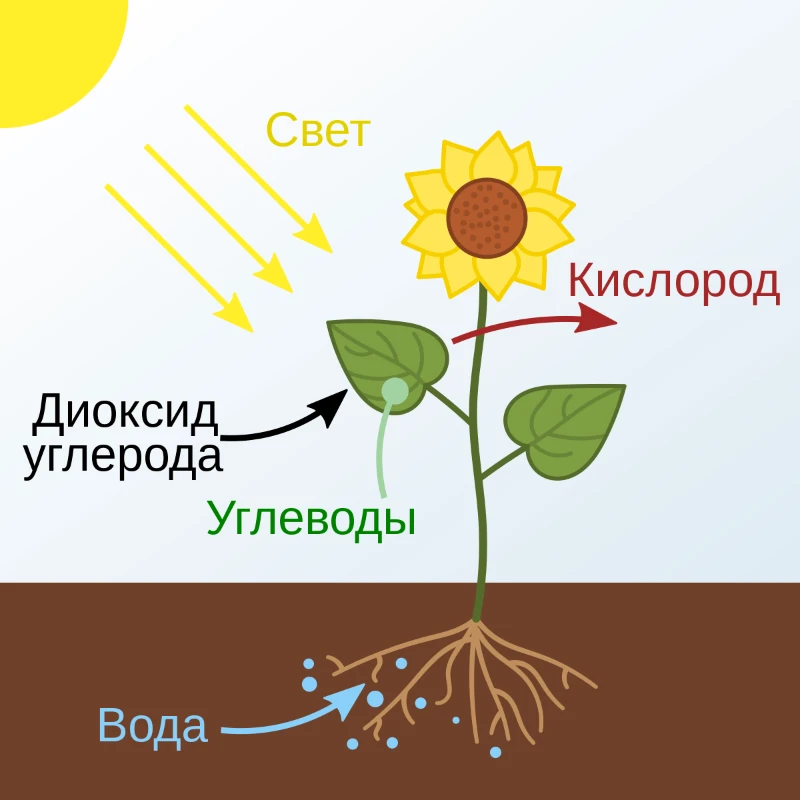 Вы сможете принимать участие в фотосинтезе! Вы сможете принимать участие в фотосинтезе!