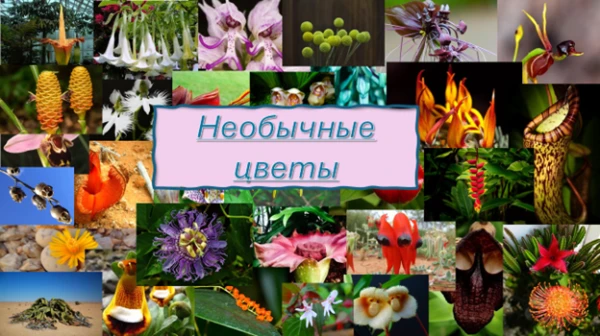 Необычные цветы. Здесь будут представлены самые необычные цветы в мире, вам нужно будет выбрать цветок, который больше всех вам приглянулся(понравилься).