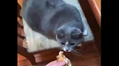 Подобрал базовые видео, что смешат люд частной ни один год, а бывает и не одно десятилетие. Не самые базированные видео, тут нет садившихся на пенёк и поворов. 