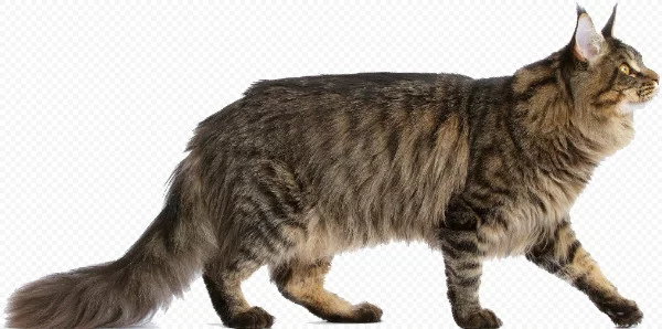 Ты кошак но что будет дальше
