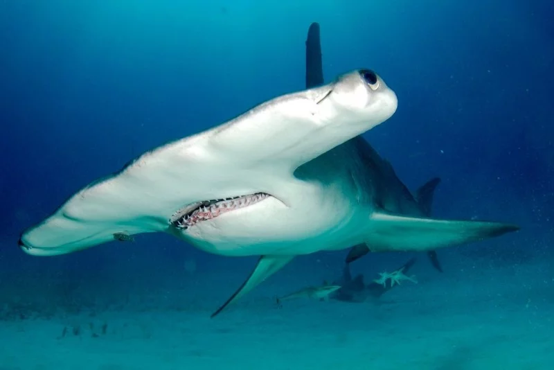 Почему у некоторых акул голова в форме молота: это даёт несколько преимуществ